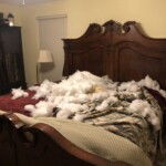 poly filled pillow destroyed by Ally the rescued dog