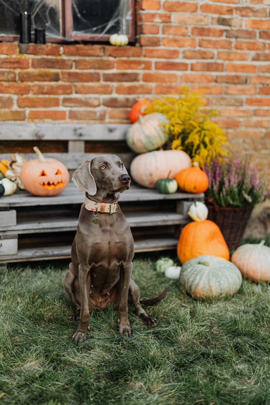 dog and pumpkins for Wednesday's ideas