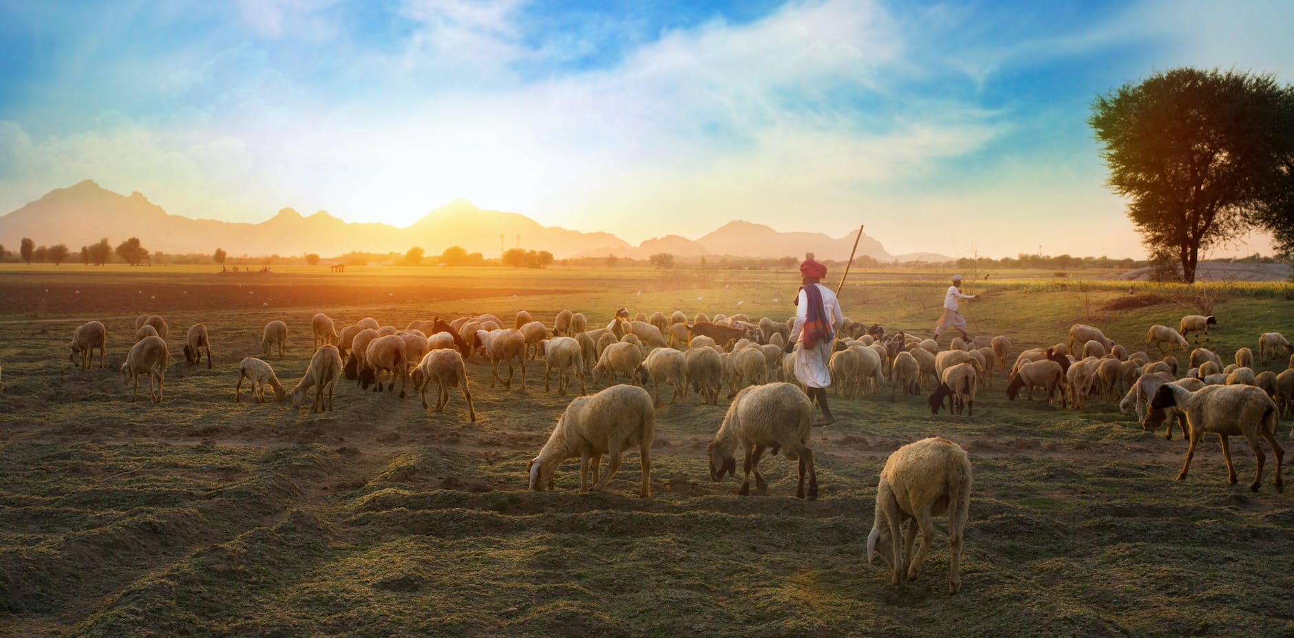white sheep on farm with shepherds