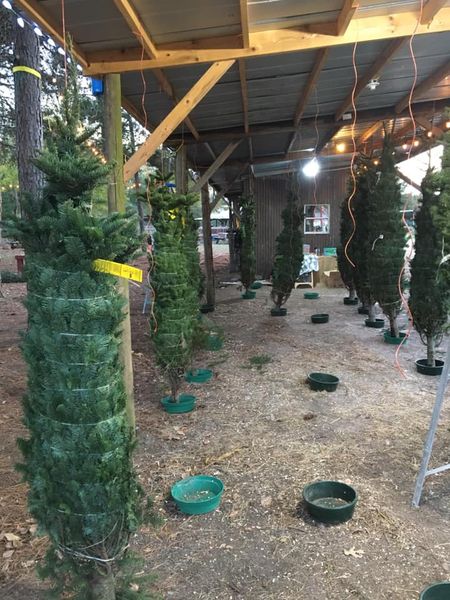 cut Christmas trees for sale