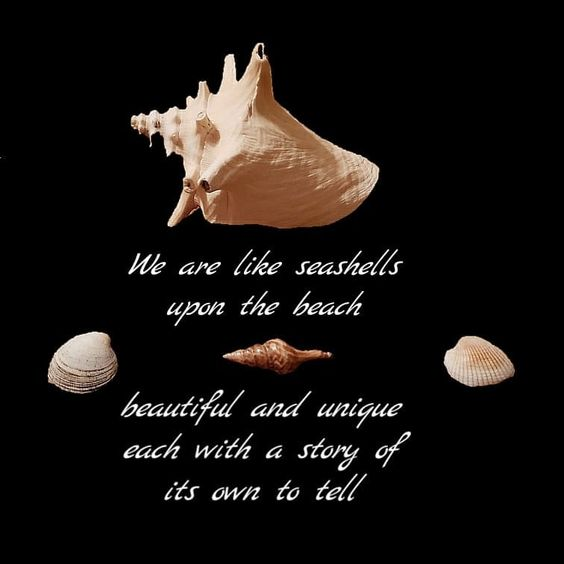 seashell quote