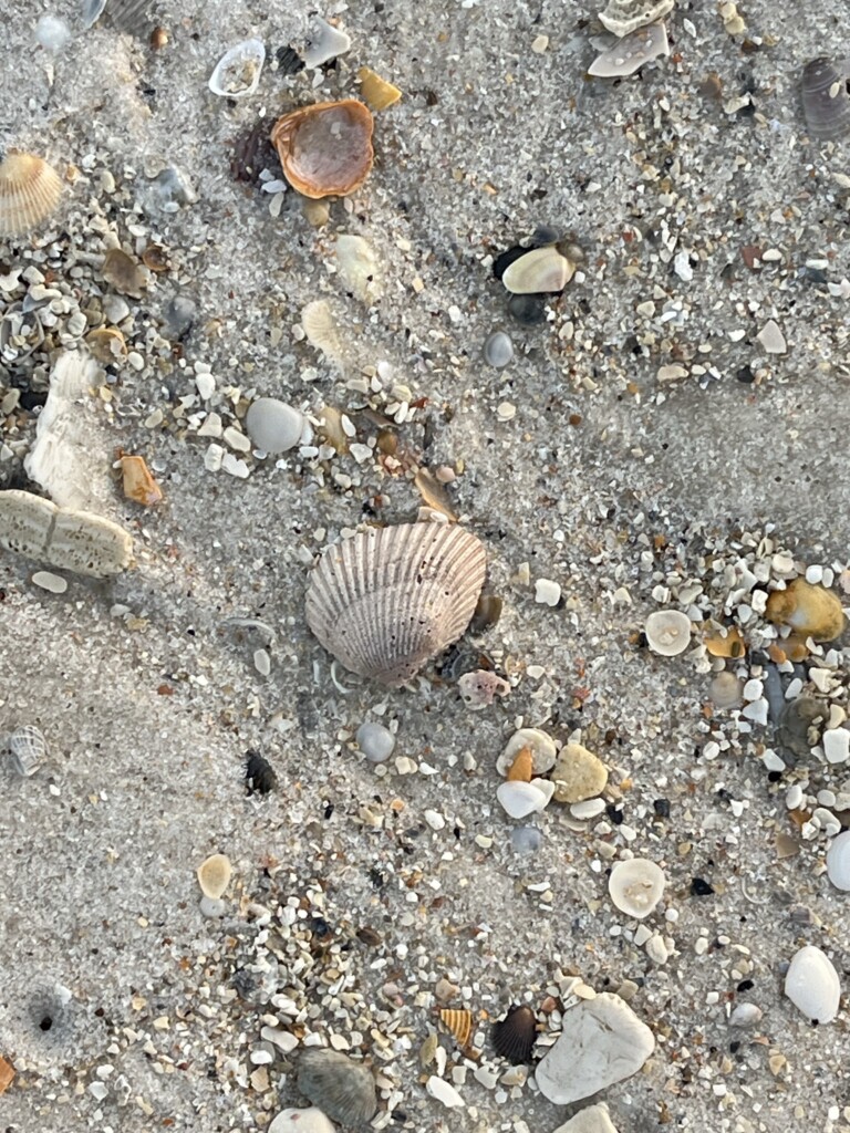 broken but beautiful seashell