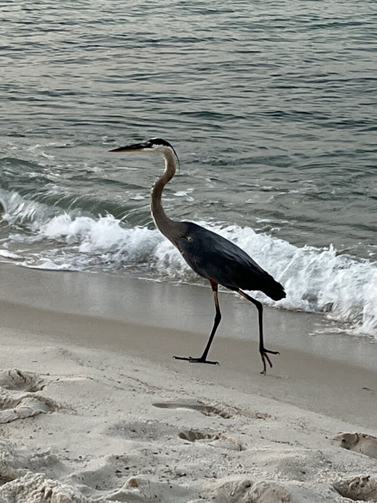 Great Blue Heron on the beach