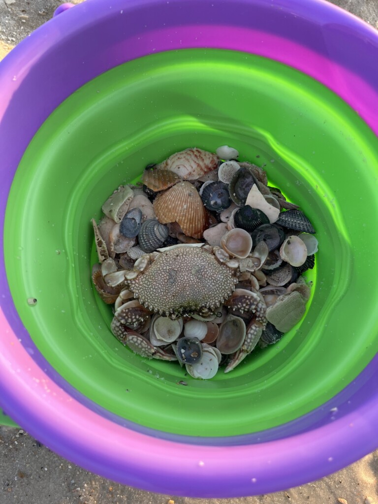 interesting shells and a dead crab found on vacation
