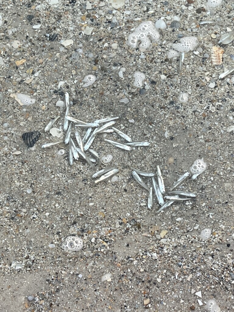 dead minnows washed up on the shore