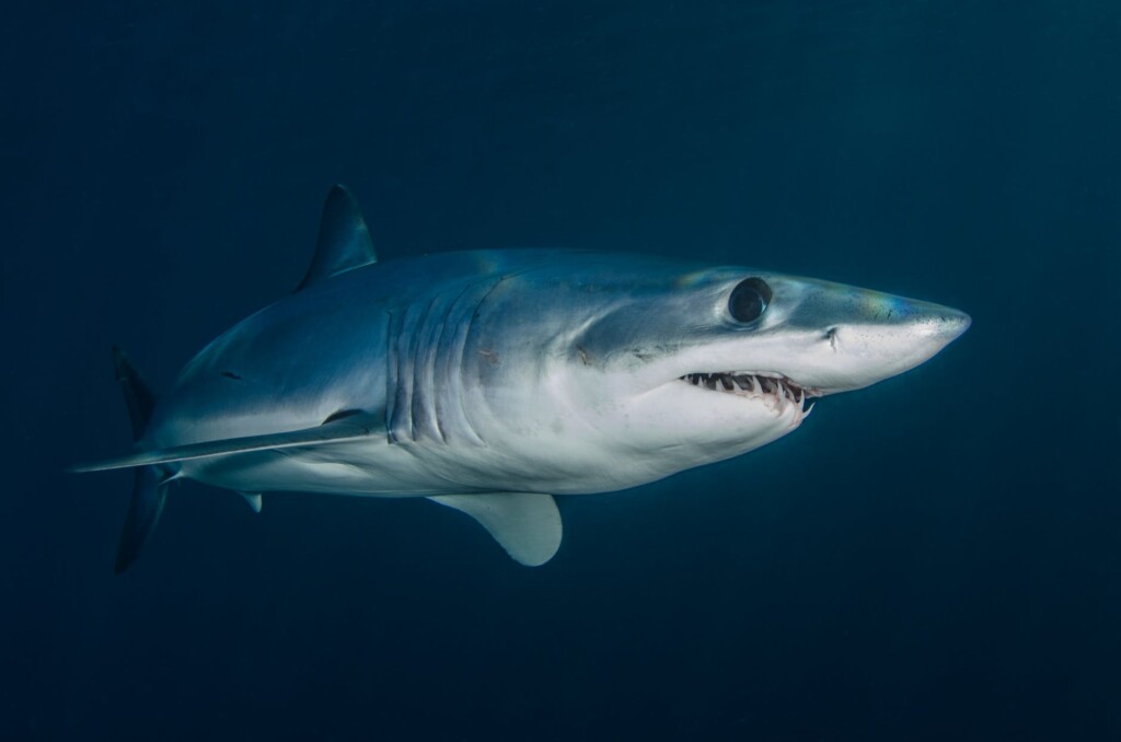 grey shark swimming in blue waters for shark week