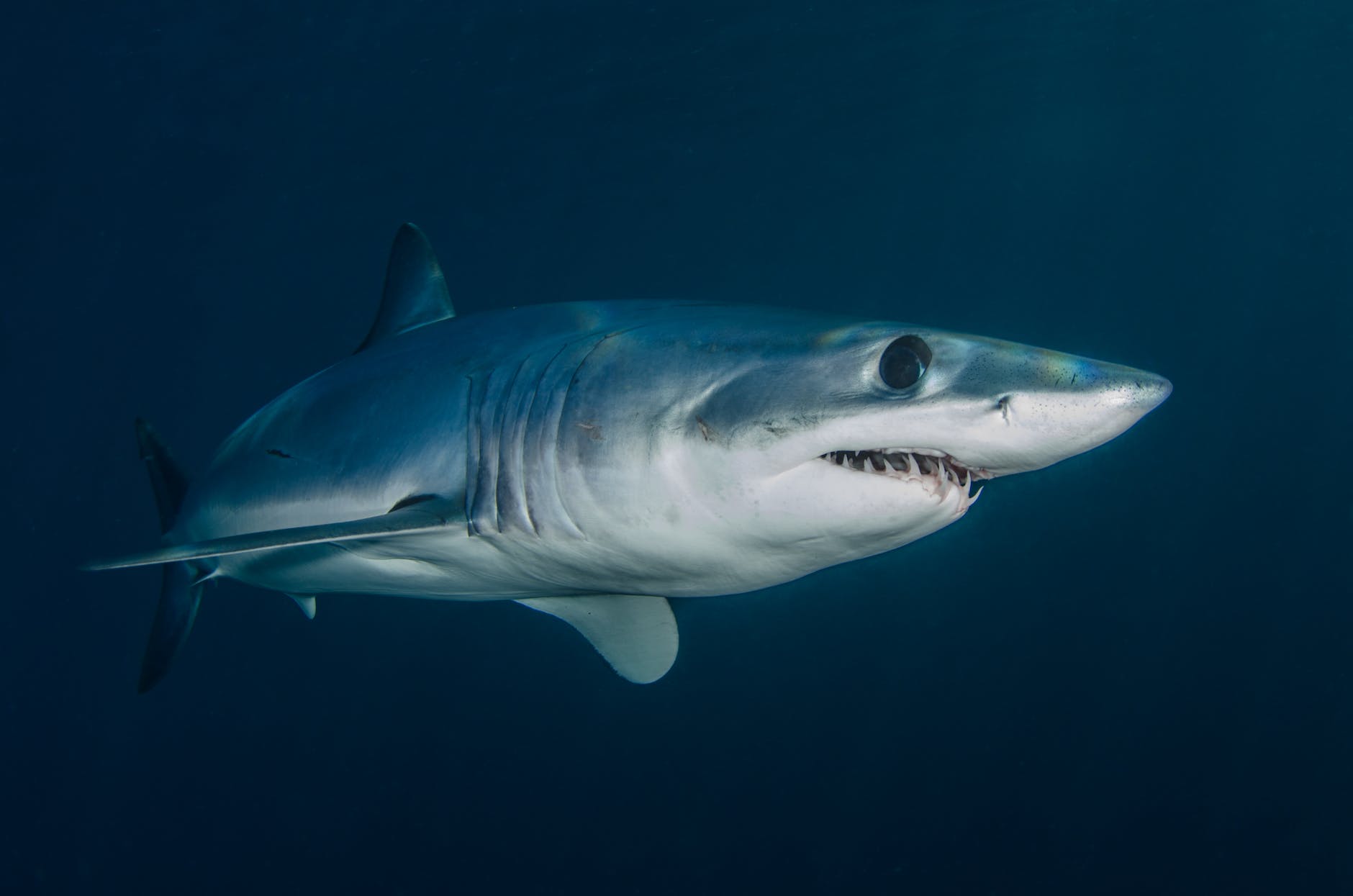 Happy Shark Week – Lessons From the Beach