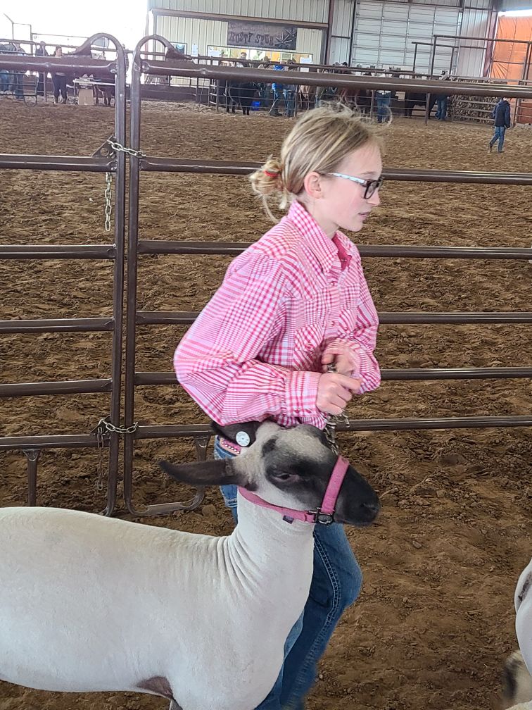 Chloe leading her lamb