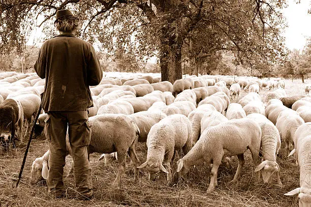 sheep recognizing the shepherd's voice