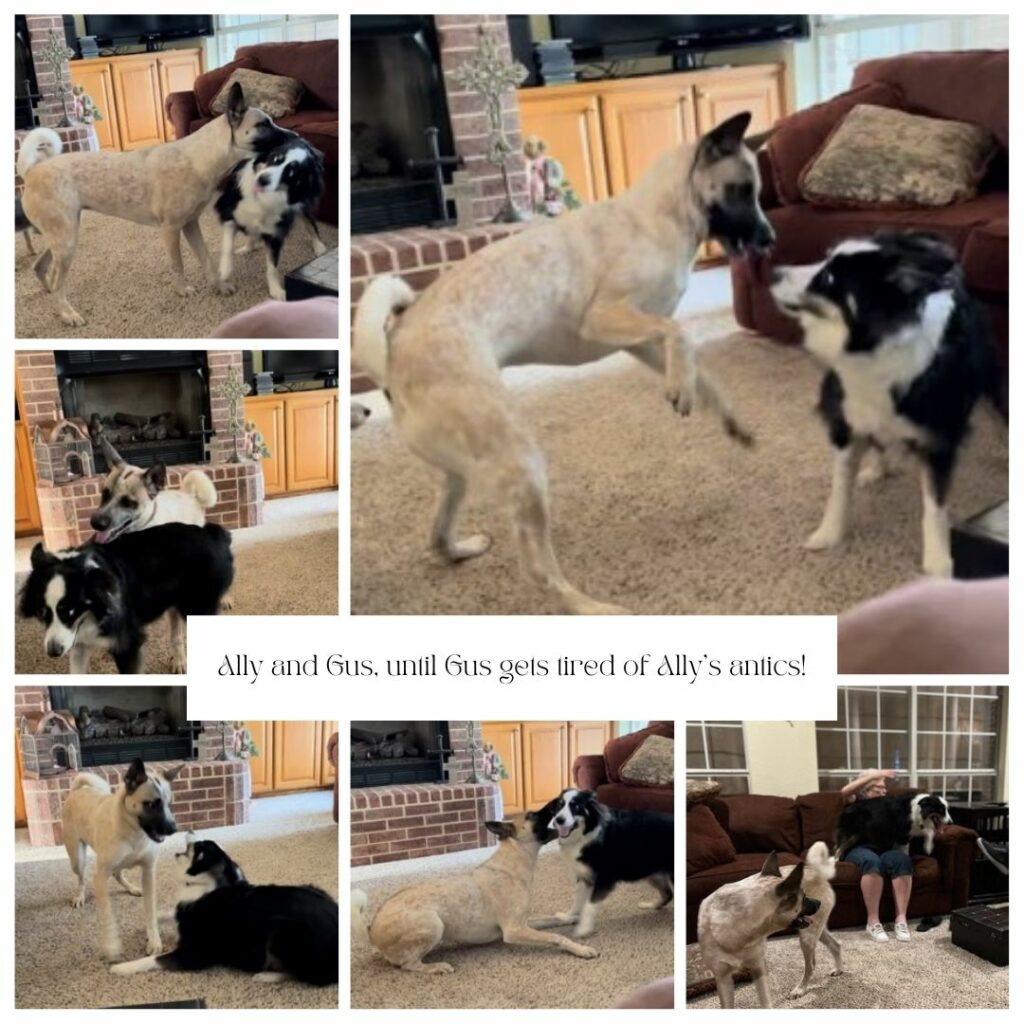 lessons from the dogs playing Ally and Gus