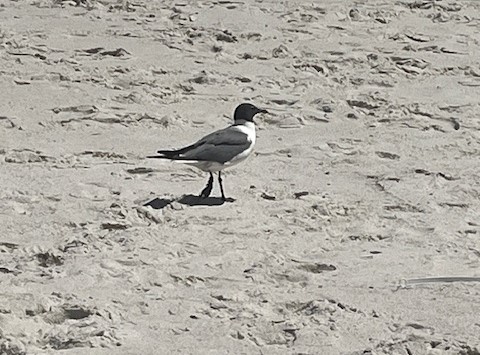 A lone seagull with a black head and white body stands on a sandy beach. The bird's shadow is visible on the sand, which is covered in footprints and small imprints. The scene exudes the calm and quiet essence of a serene beach vacation.